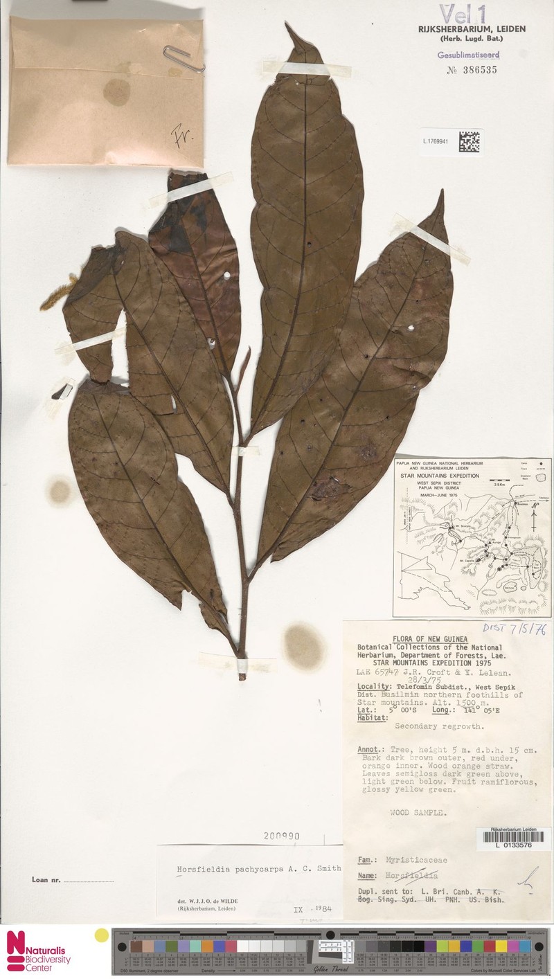 Horsfieldia pachycarpa photo 3