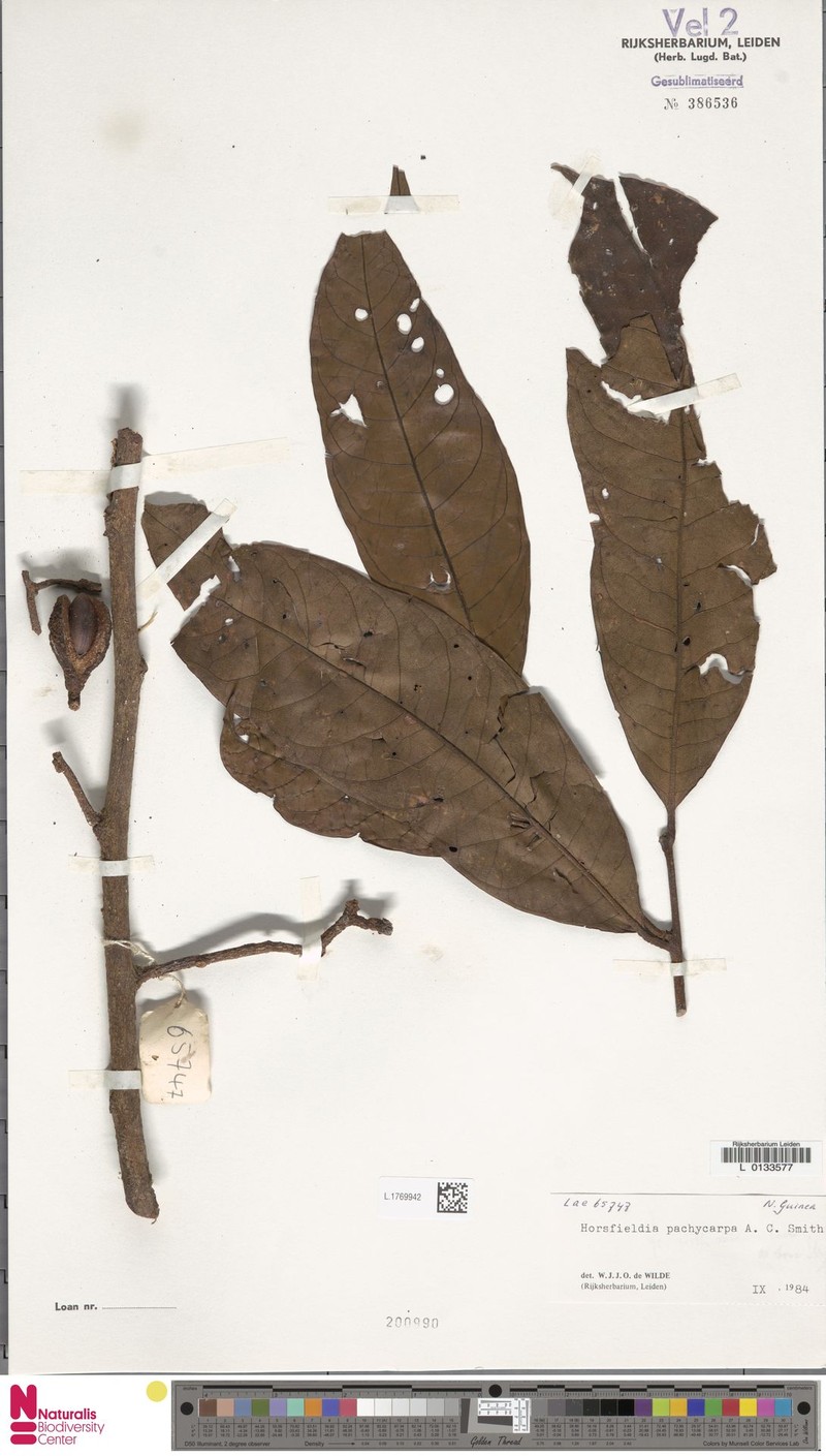 Horsfieldia pachycarpa photo 4