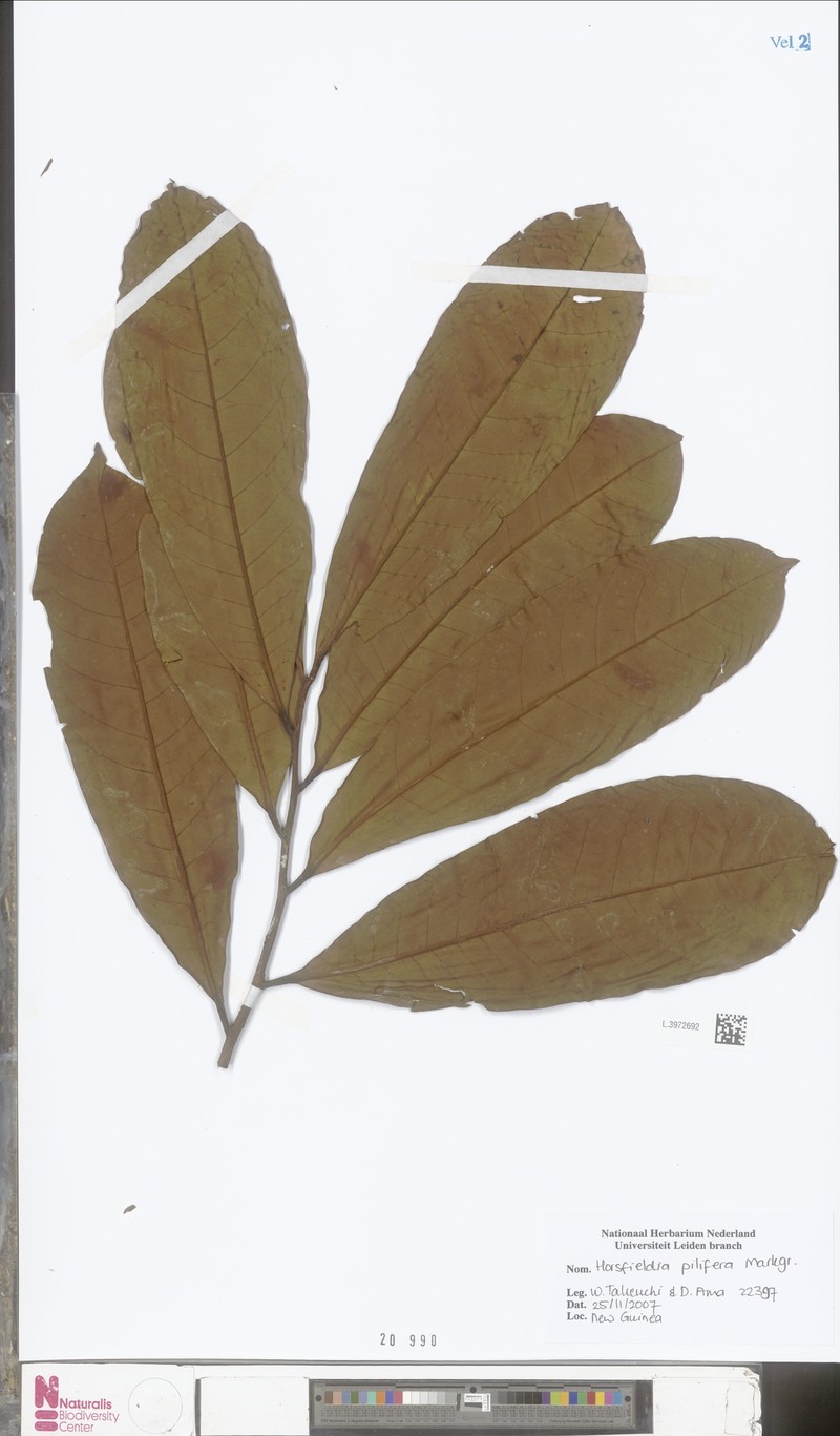 Horsfieldia pachyrachis photo 2