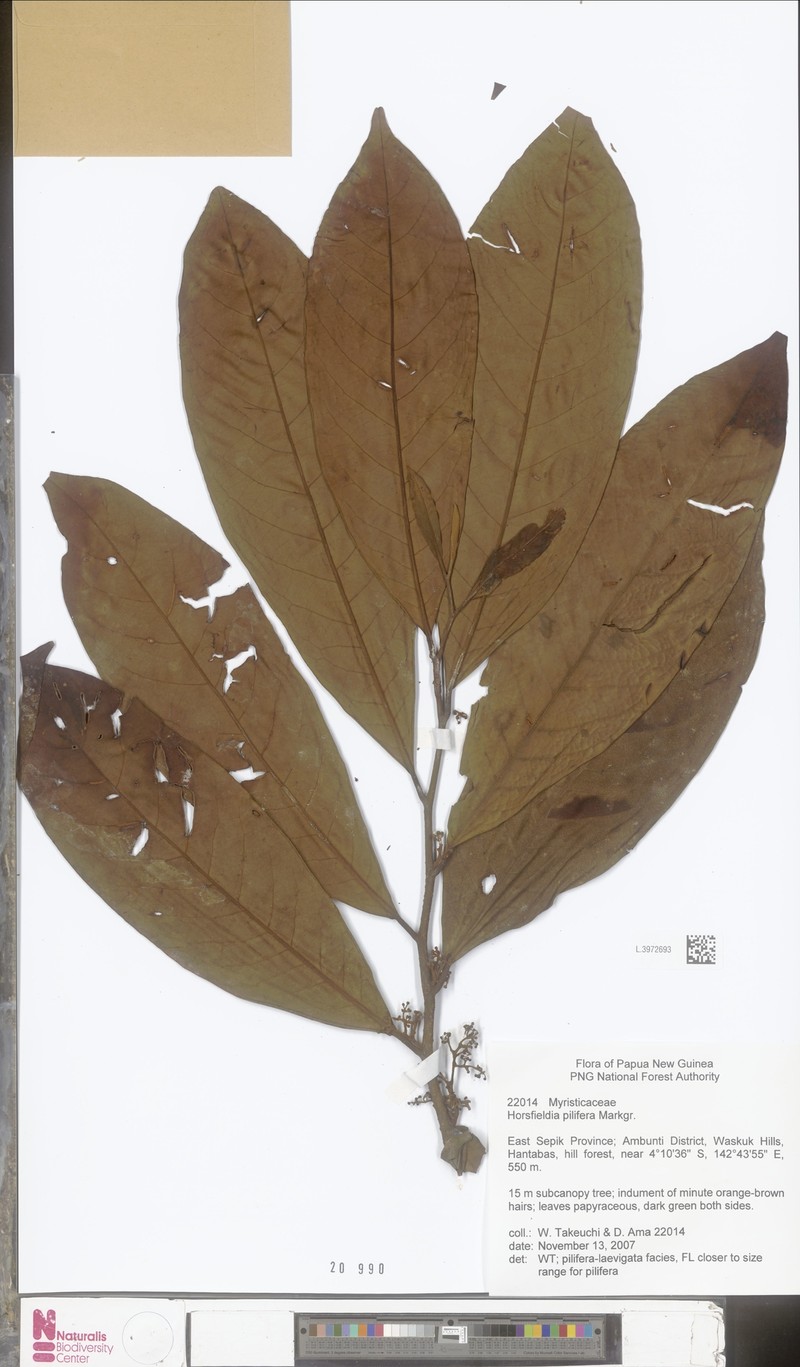 Horsfieldia pachyrachis photo 3