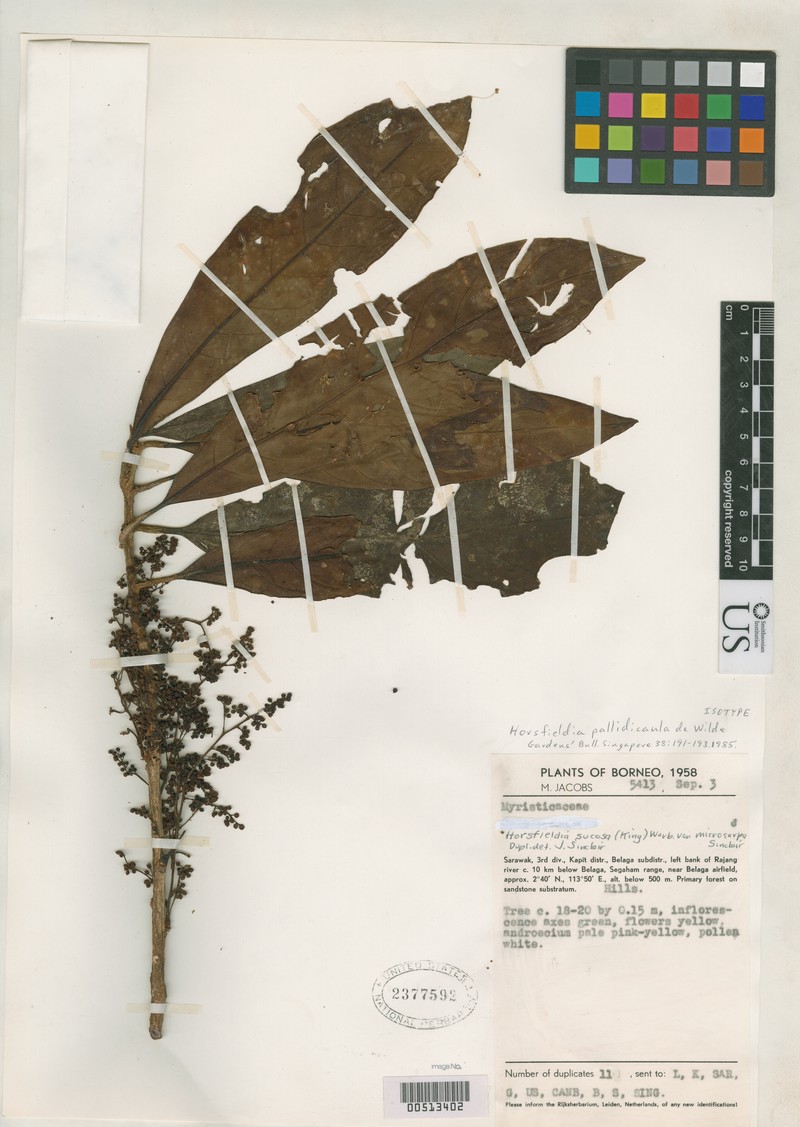 Horsfieldia pallidicaula