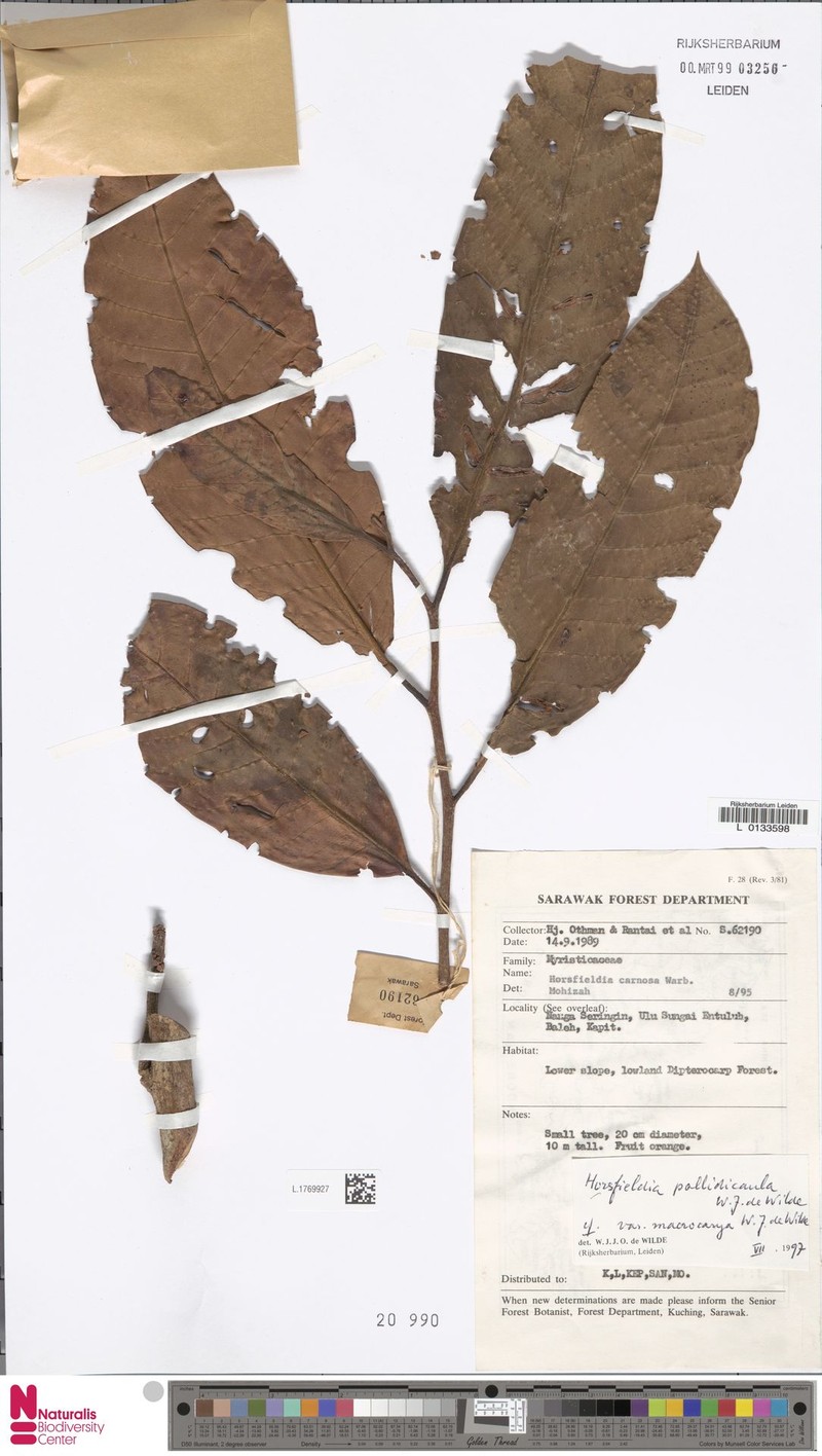 Horsfieldia pallidicaula var. macrocarya