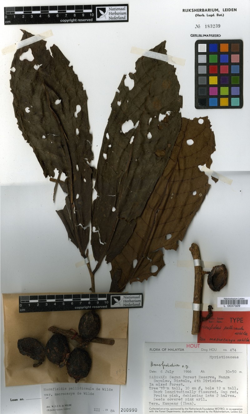 Horsfieldia pallidicaula var. macrocarya photo 4