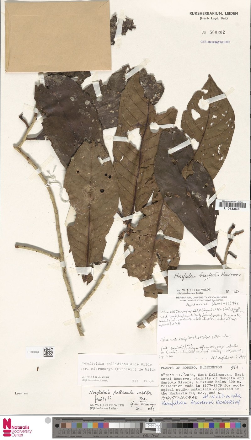 Horsfieldia pallidicaula var. microcarya