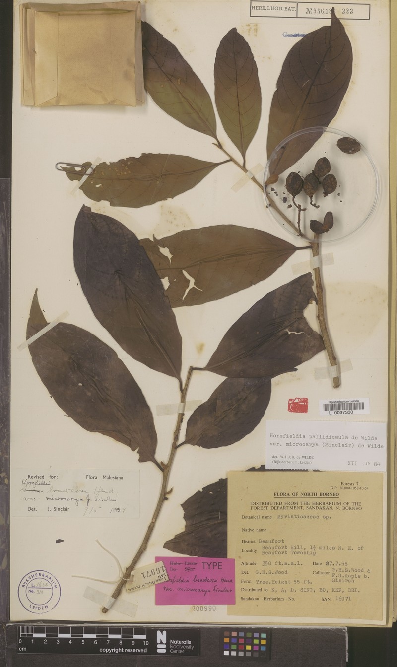 Horsfieldia pallidicaula var. microcarya photo 2