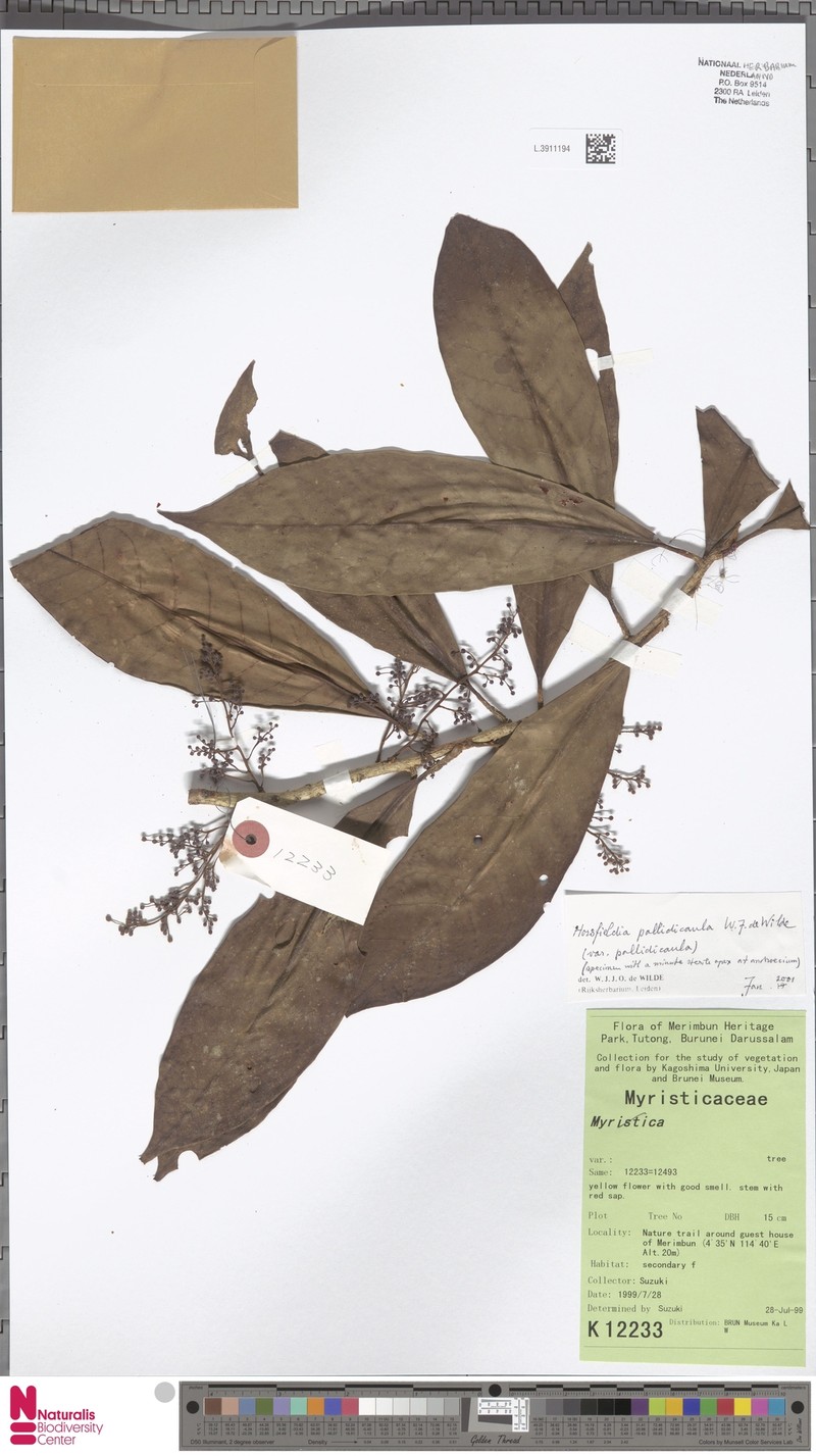 Horsfieldia pallidicaula var. pallidicaula