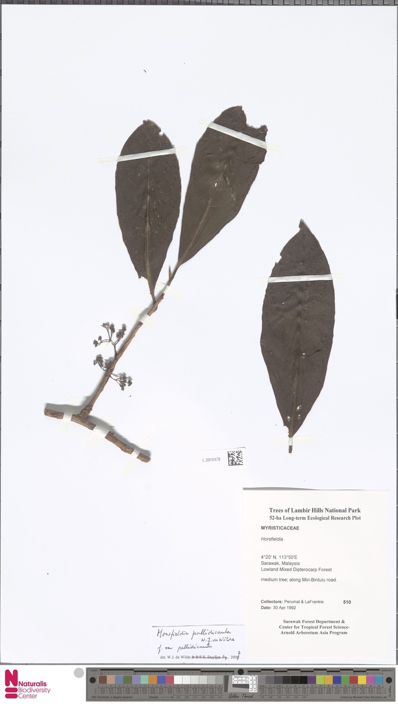 Horsfieldia pallidicaula var. pallidicaula photo 3