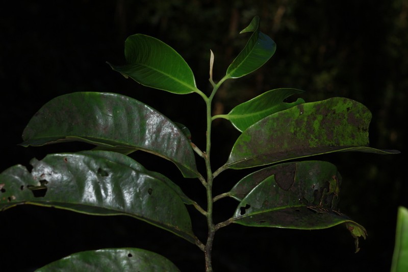 Horsfieldia parviflora