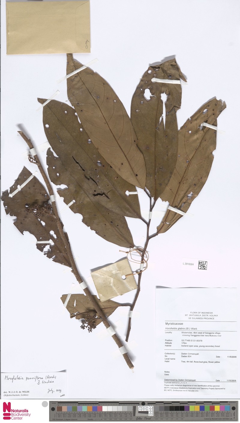 Horsfieldia parviflora photo 2