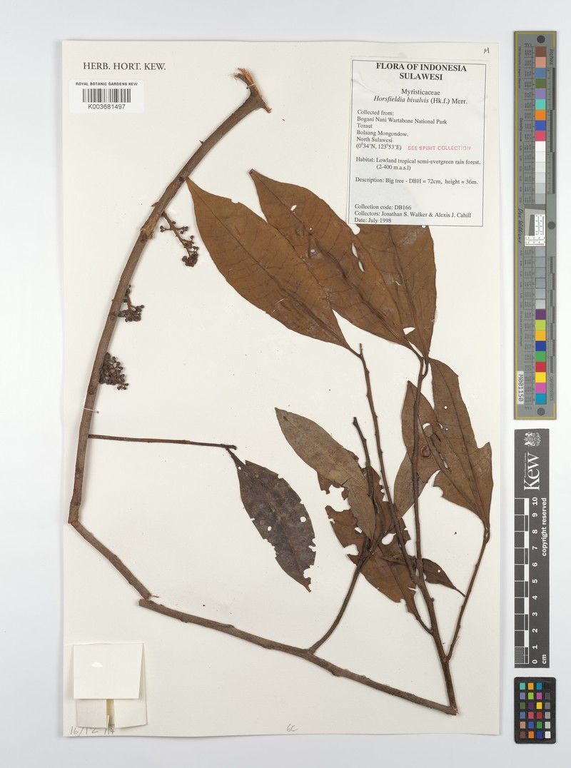 Horsfieldia parviflora photo 3