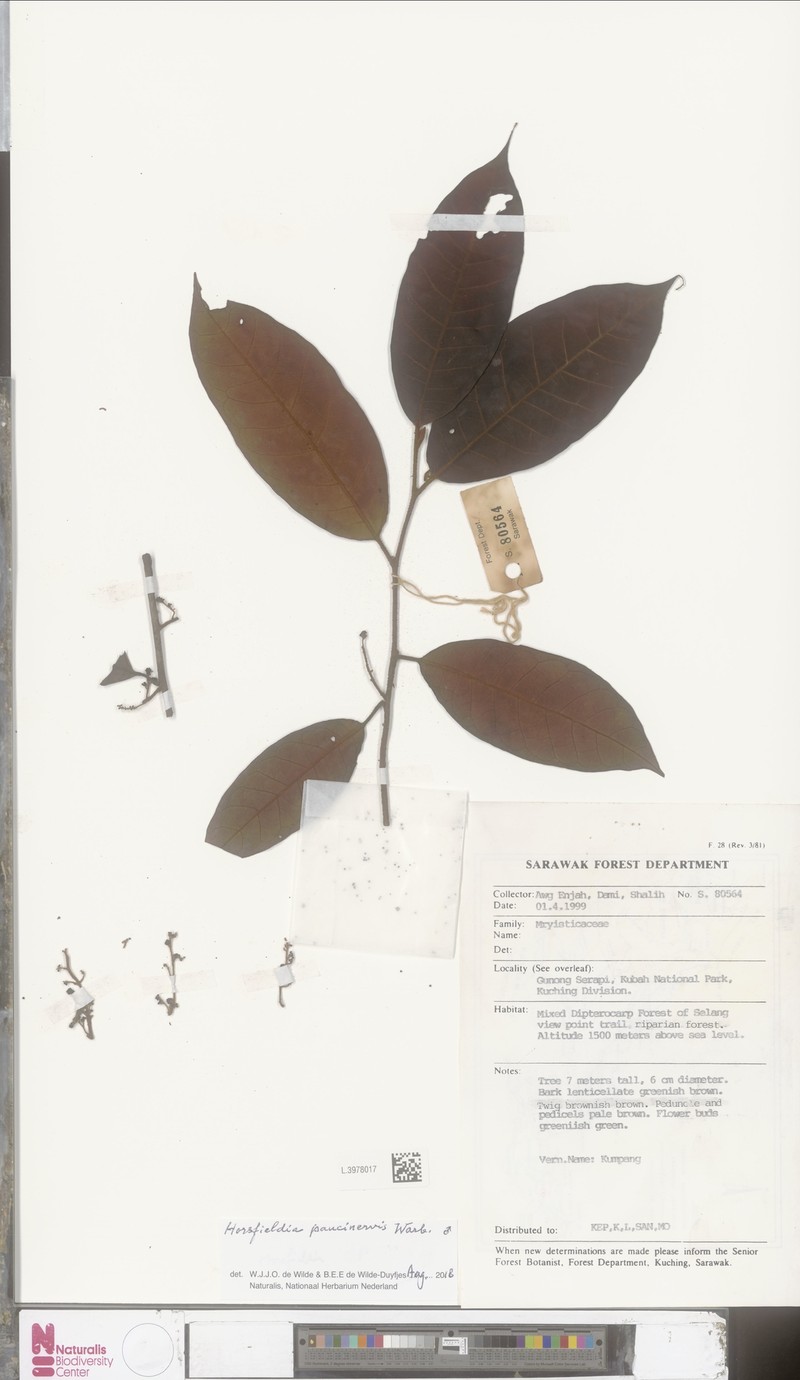 Horsfieldia paucinervis