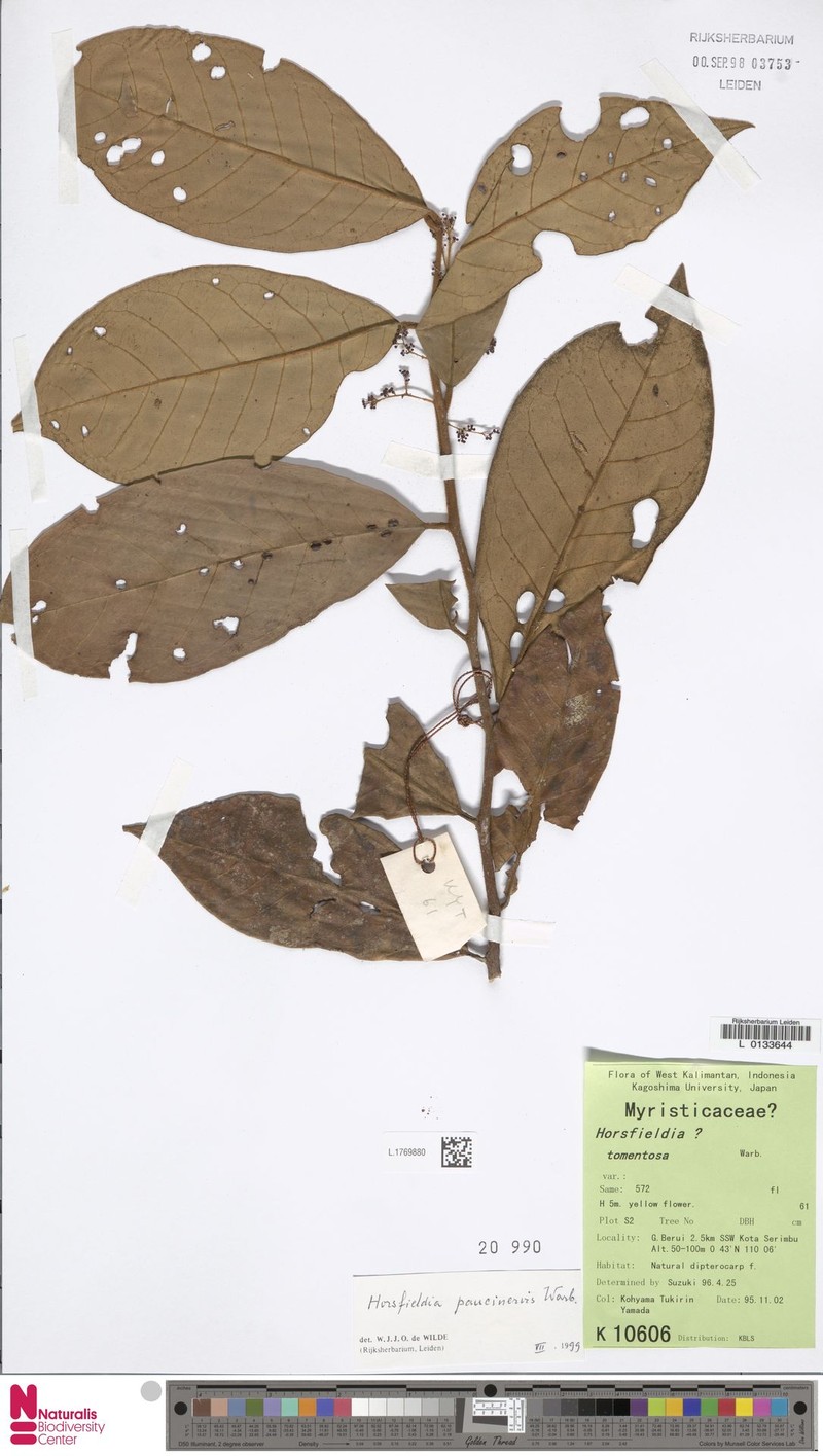 Horsfieldia paucinervis photo 2