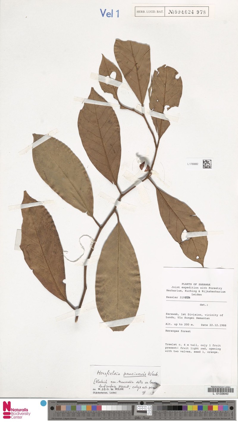 Horsfieldia paucinervis photo 4