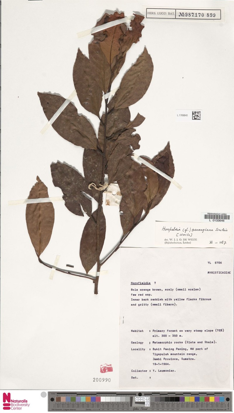 Horsfieldia penangiana photo 2