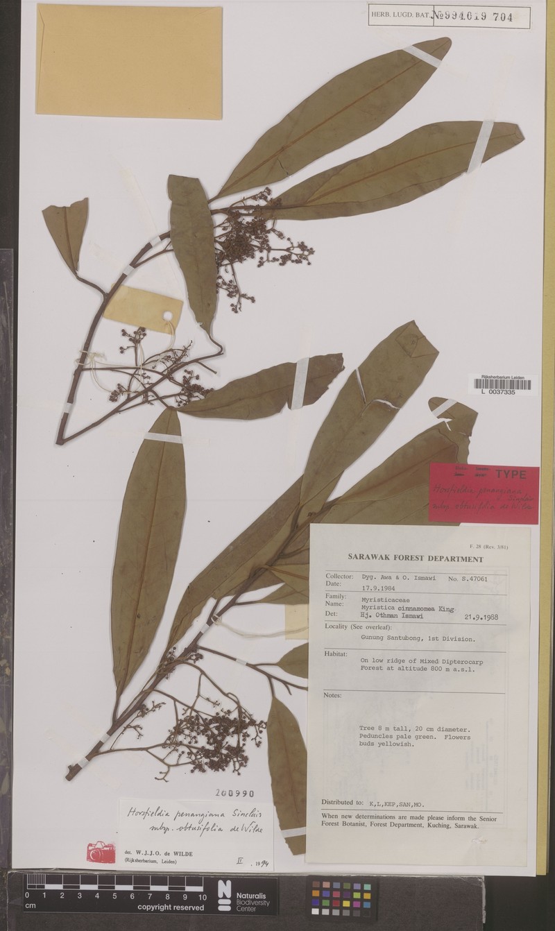 Horsfieldia penangiana photo 3