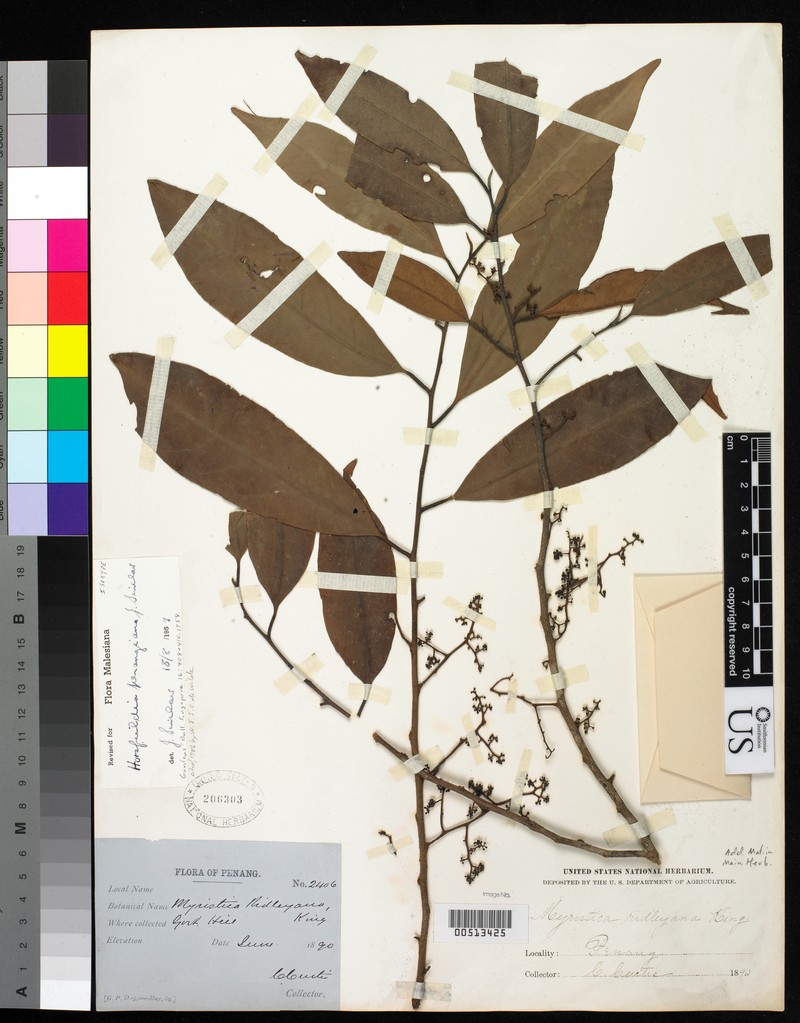 Horsfieldia penangiana