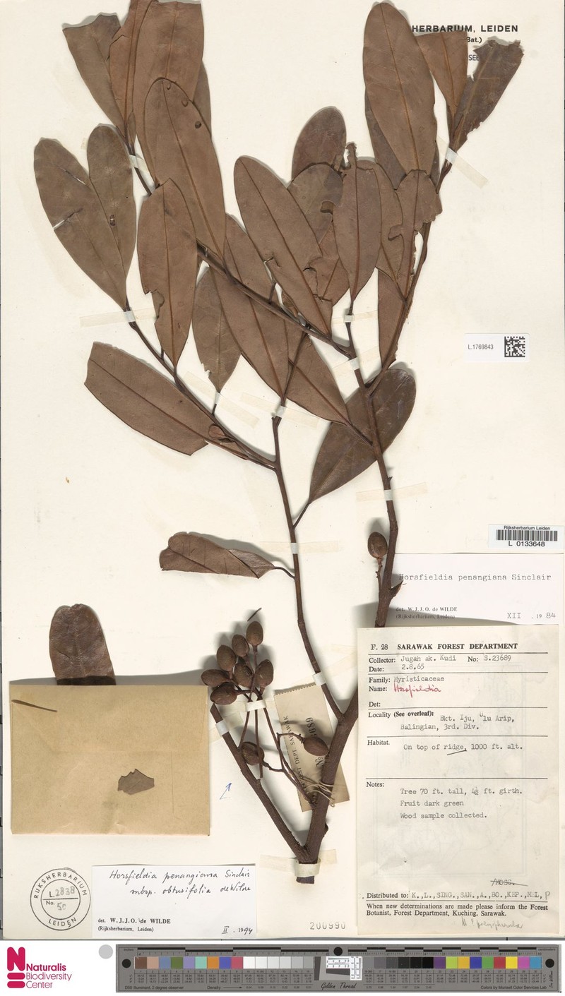 Horsfieldia penangiana subsp. obtusifolia photo 2
