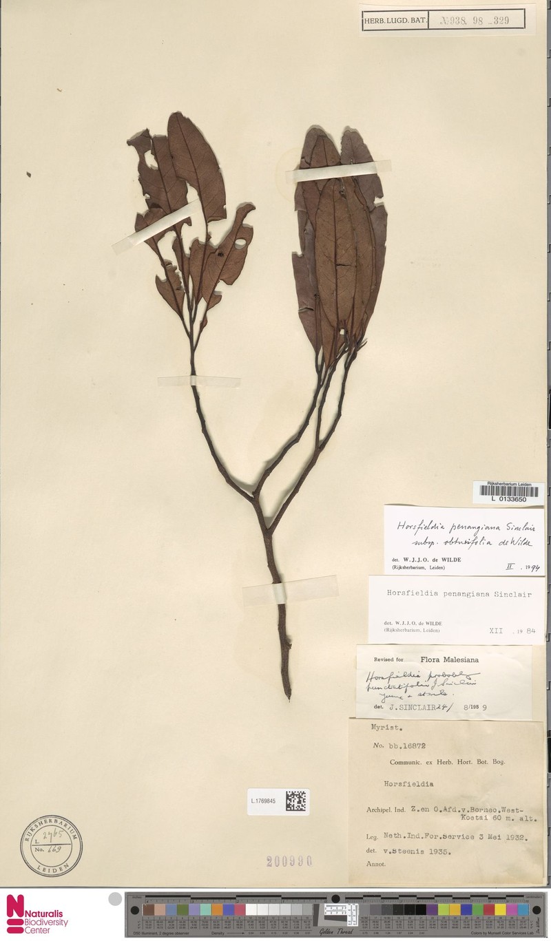 Horsfieldia penangiana subsp. obtusifolia photo 3