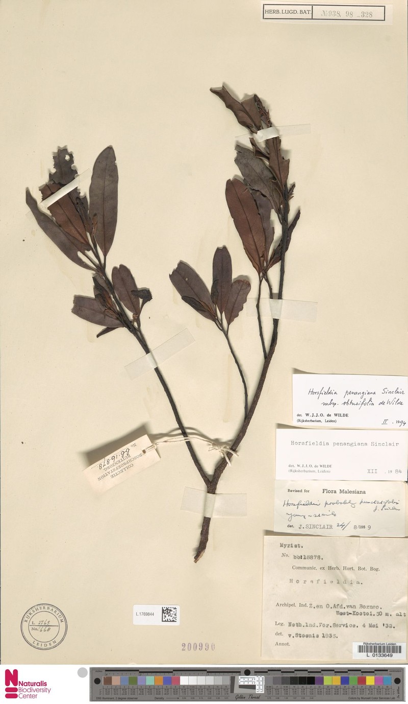 Horsfieldia penangiana subsp. obtusifolia photo 4