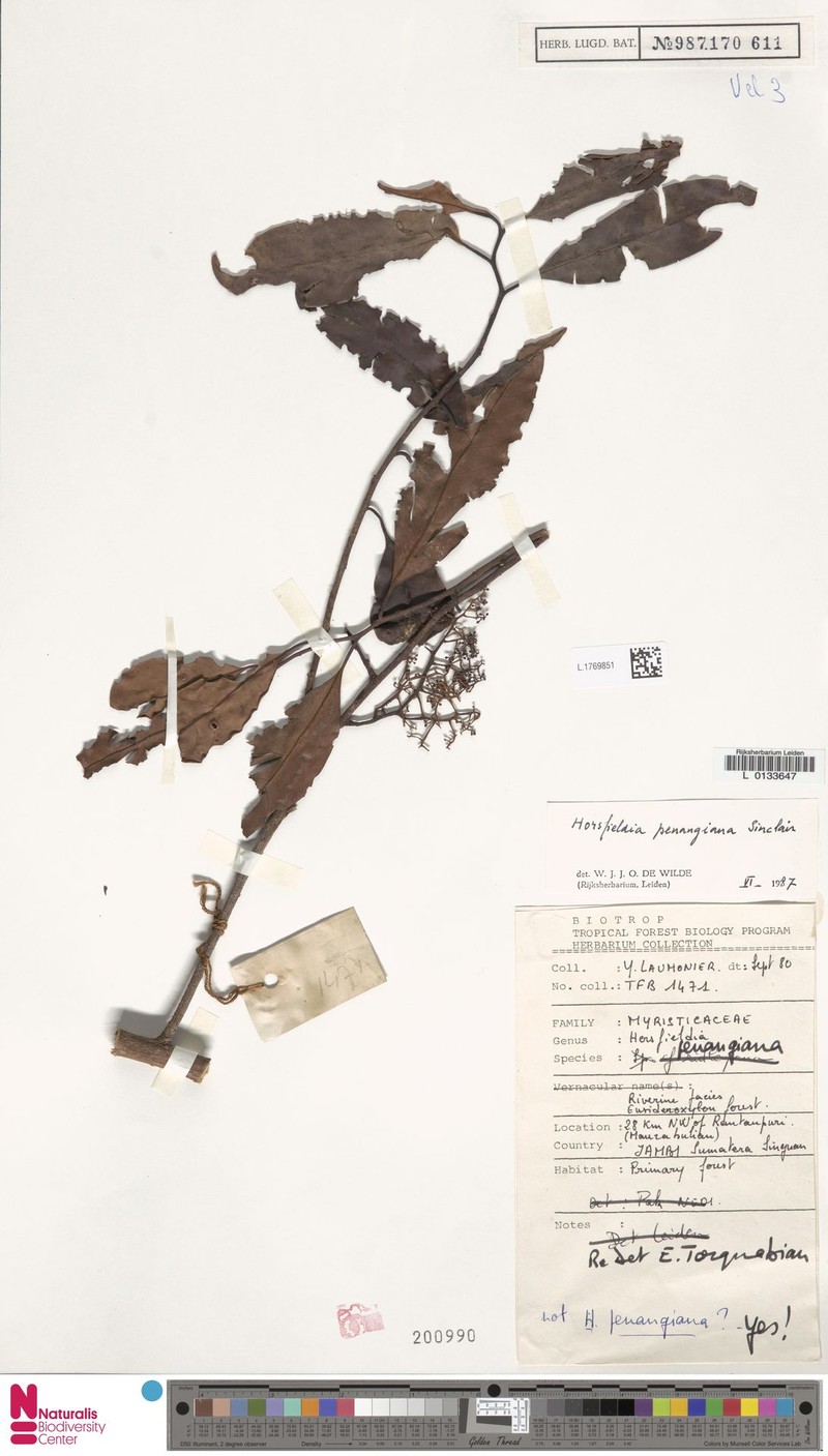 Horsfieldia penangiana subsp. penangiana