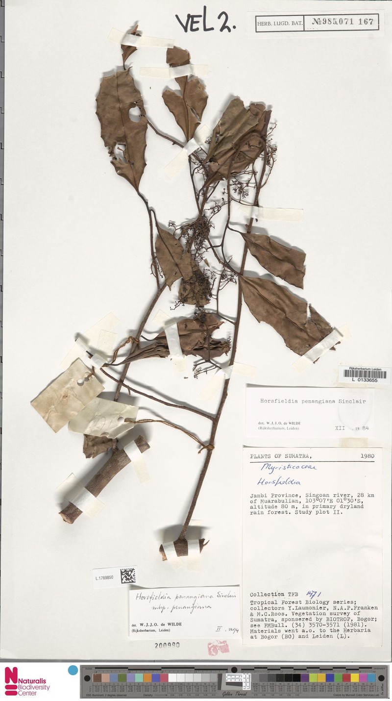 Horsfieldia penangiana subsp. penangiana photo 2