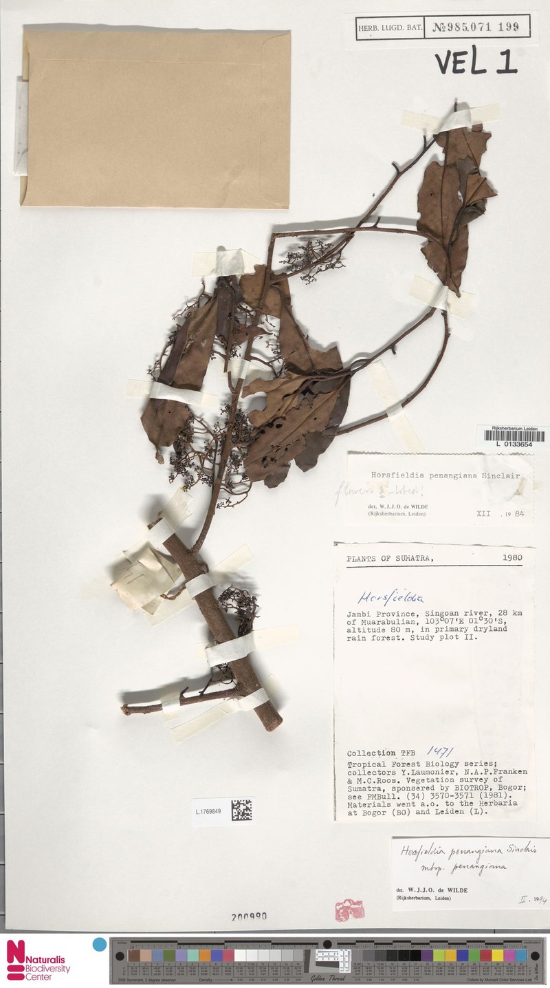 Horsfieldia penangiana subsp. penangiana photo 3