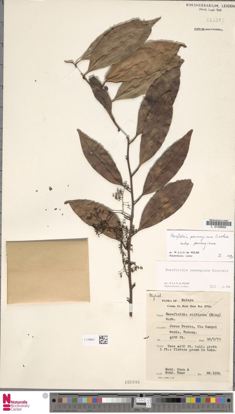 Horsfieldia penangiana subsp. penangiana photo 4