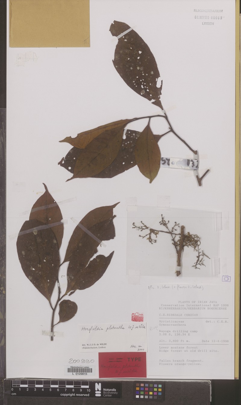 Horsfieldia platantha
