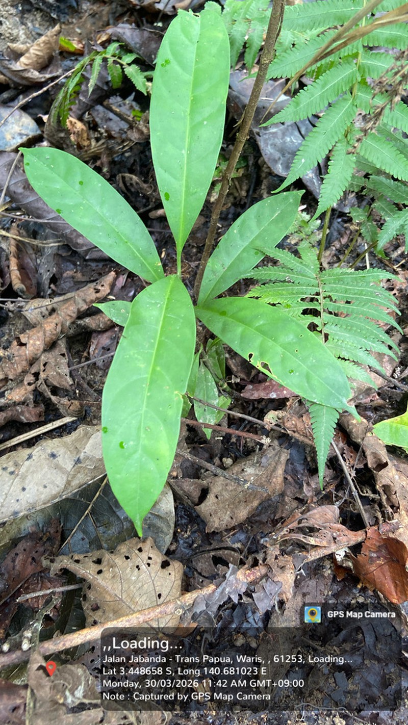 Horsfieldia polyspherula photo 5