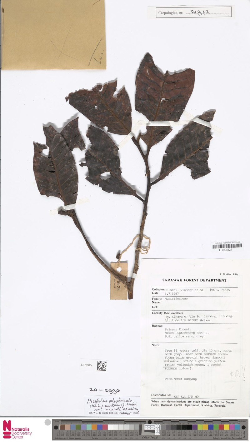 Horsfieldia polyspherula var. maxima