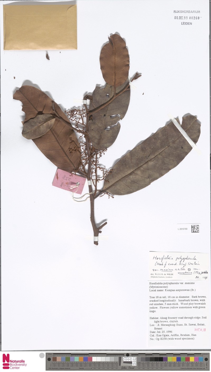 Horsfieldia polyspherula var. maxima photo 2