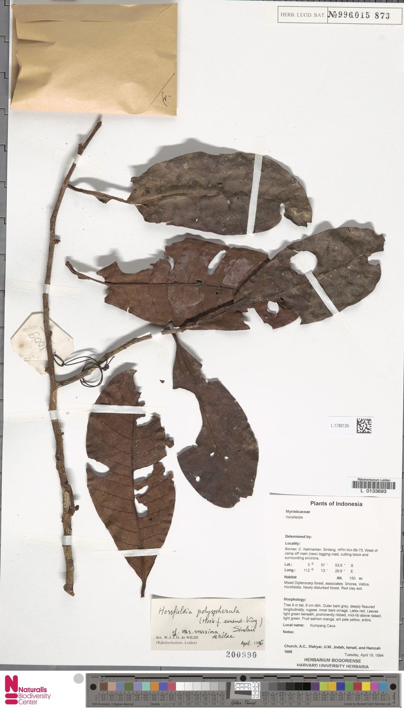 Horsfieldia polyspherula var. maxima photo 4
