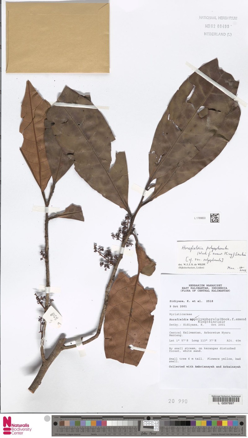 Horsfieldia polyspherula var. polyspherula