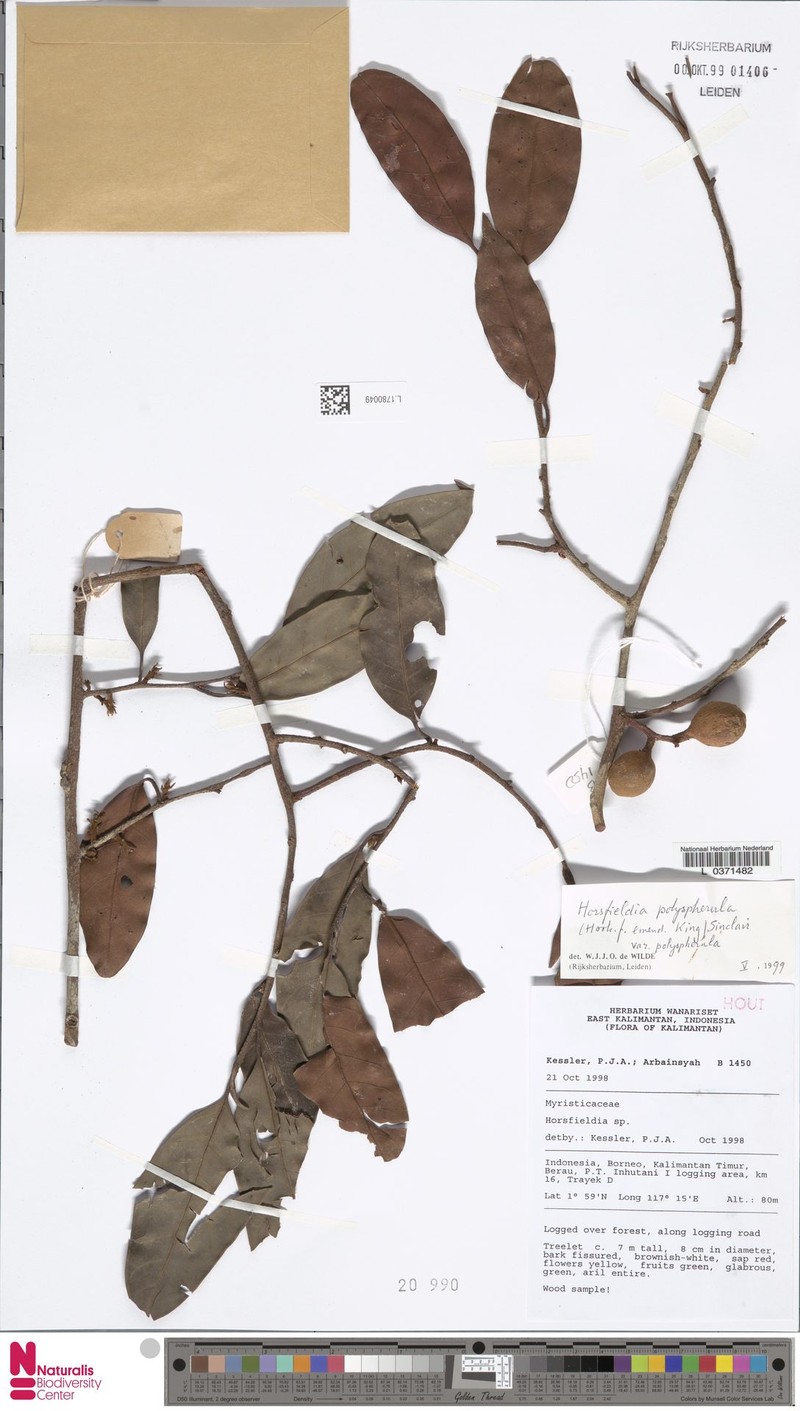 Horsfieldia polyspherula var. polyspherula photo 2
