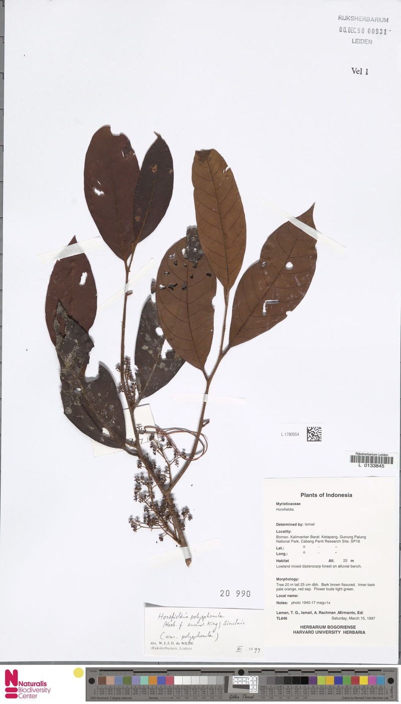 Horsfieldia polyspherula var. polyspherula photo 3