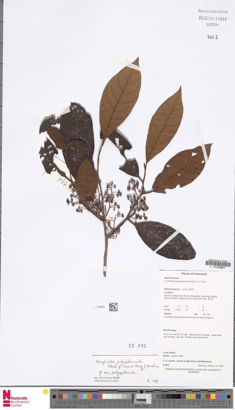 Horsfieldia polyspherula var. polyspherula photo 4