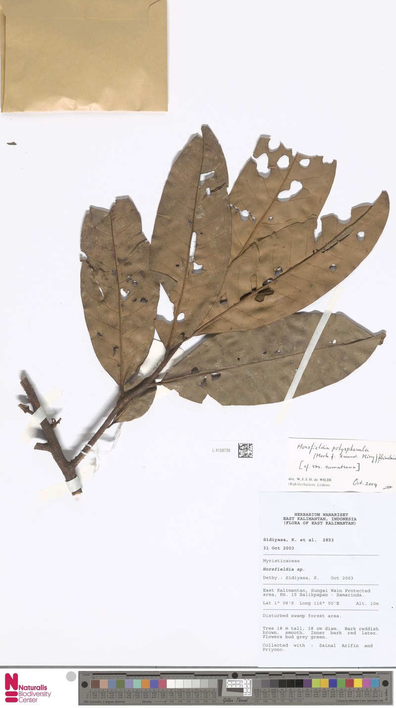 Horsfieldia polyspherula var. sumatrana