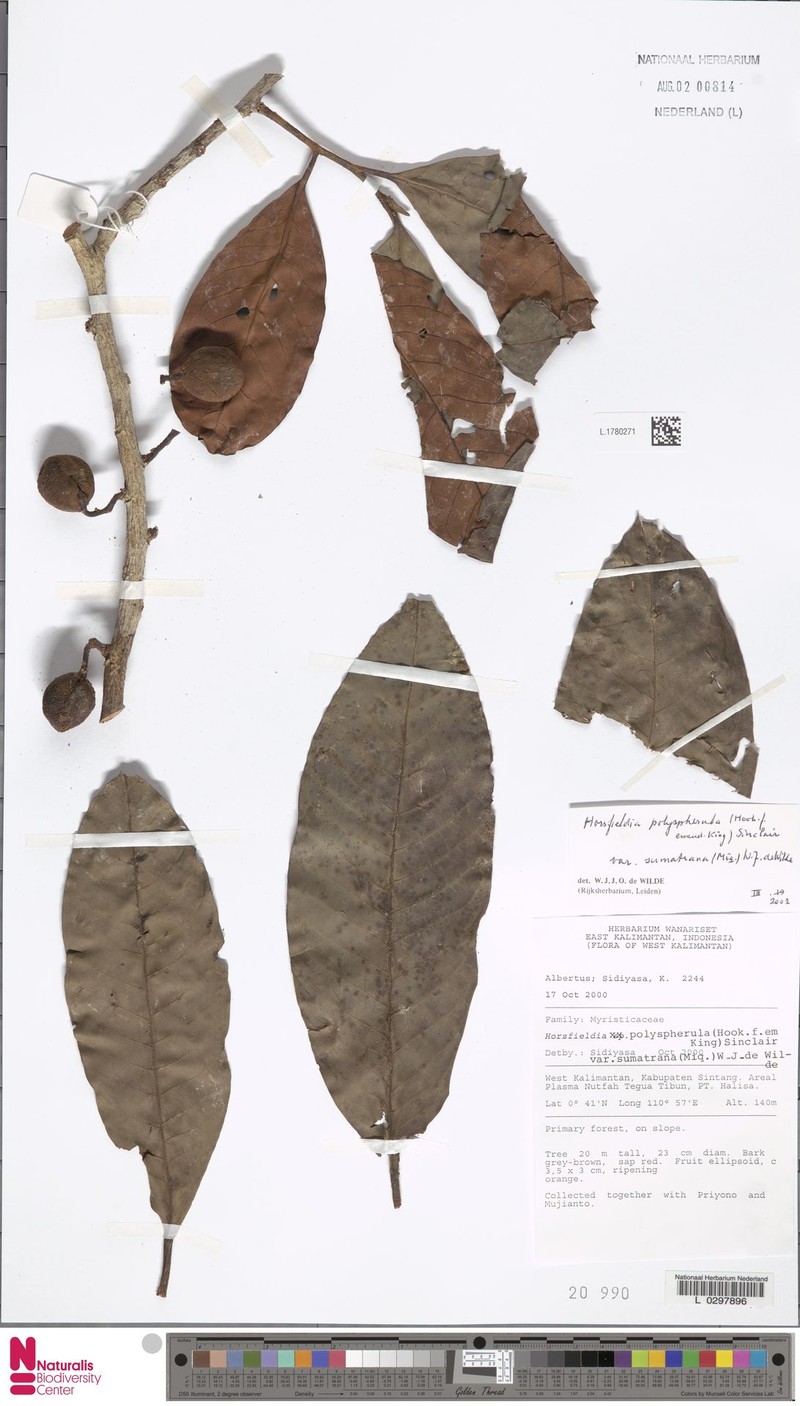 Horsfieldia polyspherula var. sumatrana photo 2