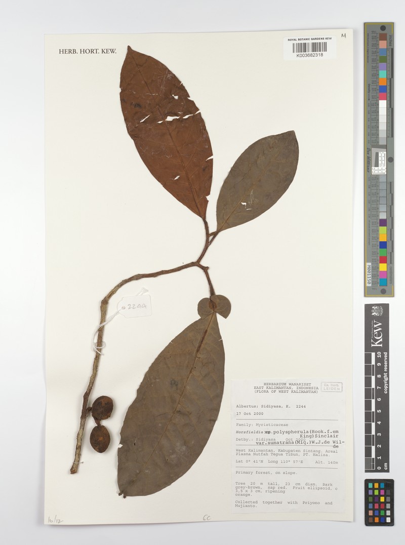 Horsfieldia polyspherula var. sumatrana photo 3
