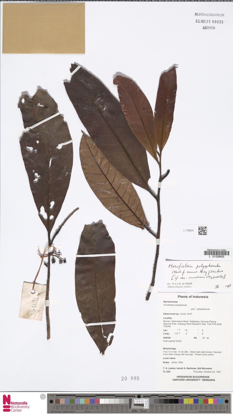 Horsfieldia polyspherula var. sumatrana photo 4