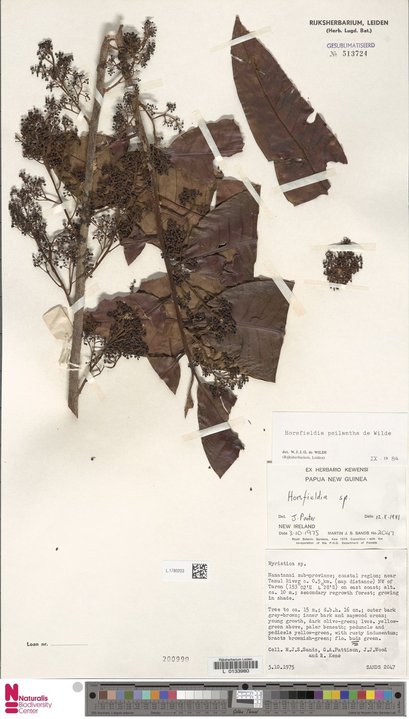 Horsfieldia psilantha