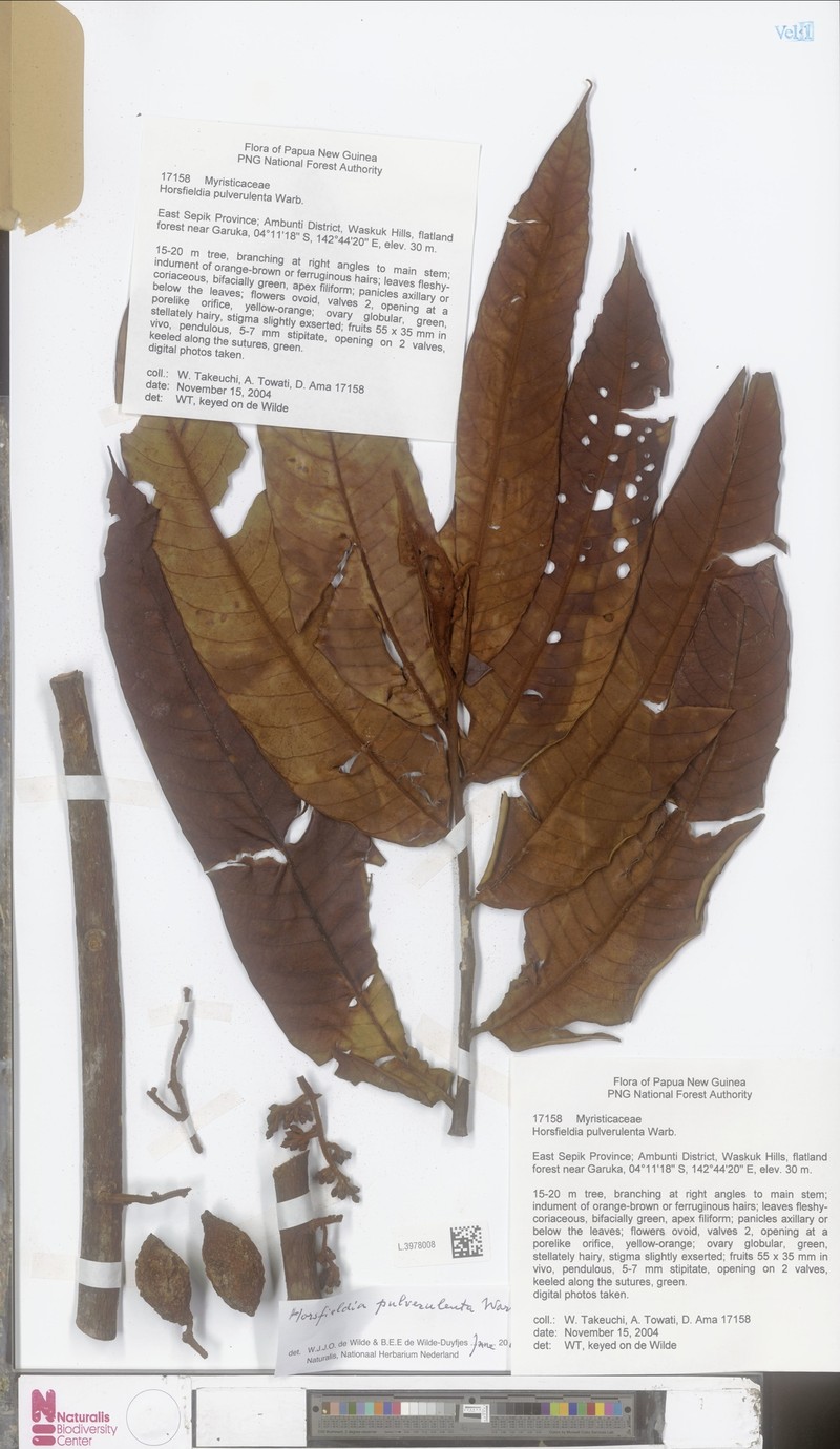 Horsfieldia pulverulenta