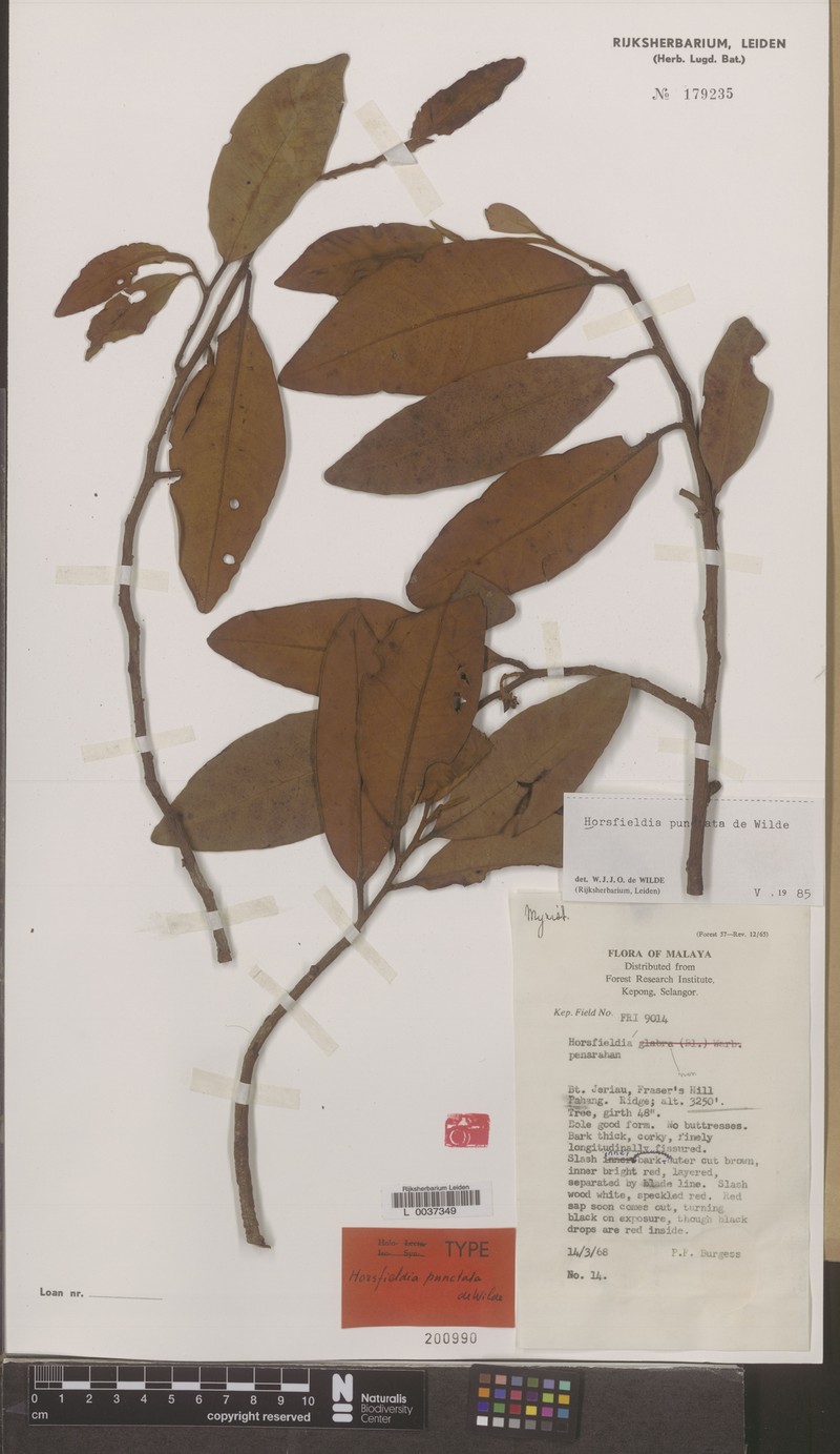 Horsfieldia punctata