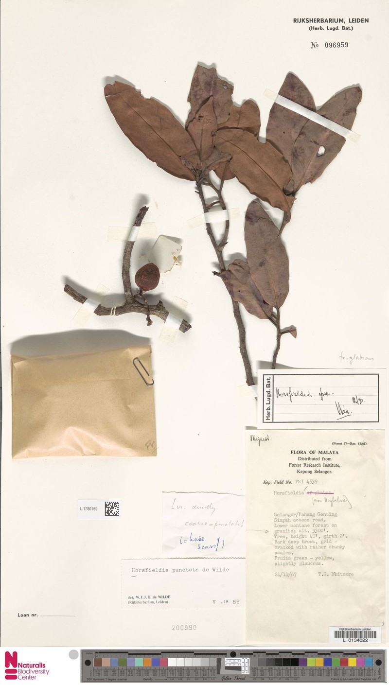 Horsfieldia punctata photo 2