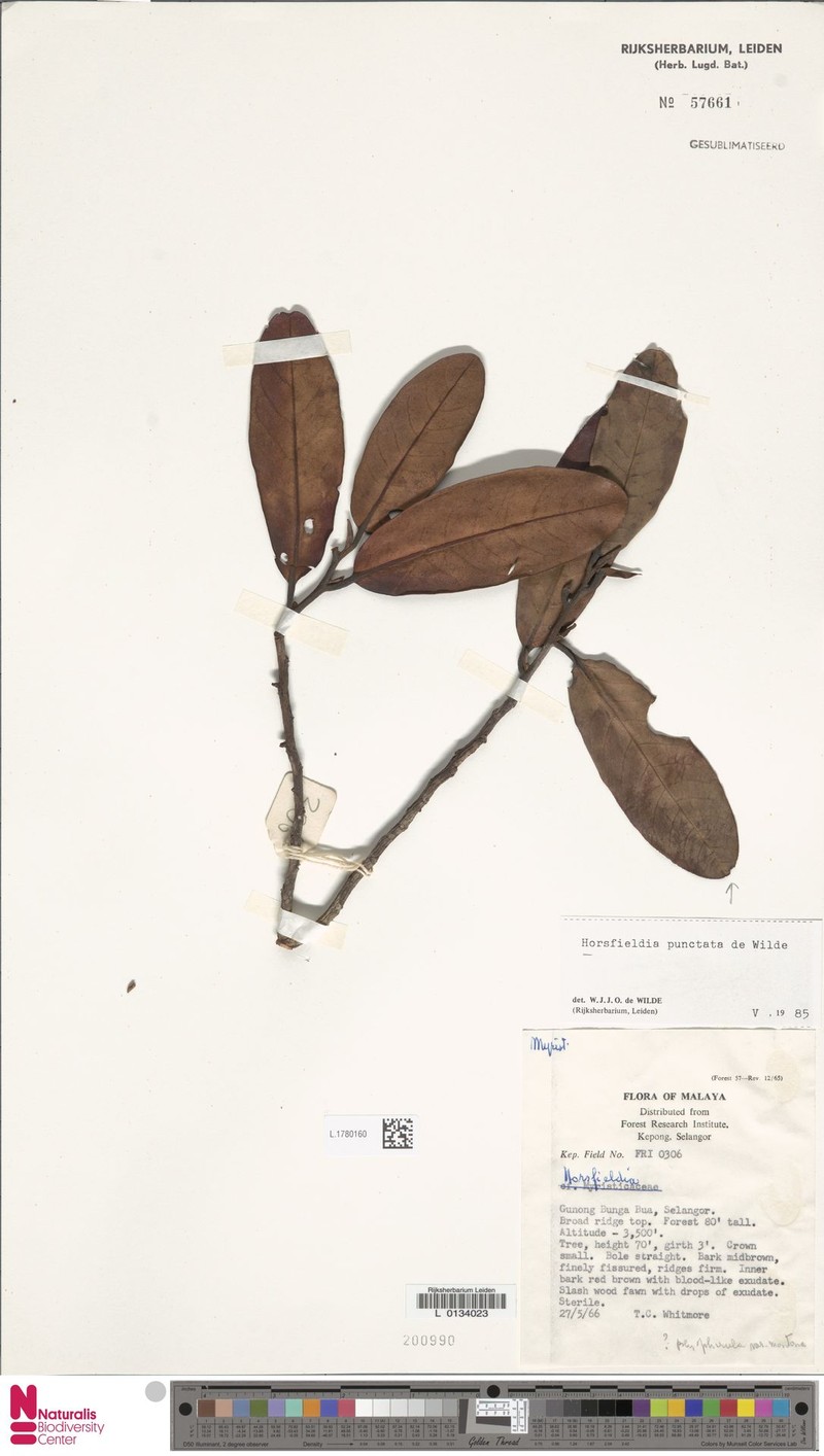 Horsfieldia punctata photo 3