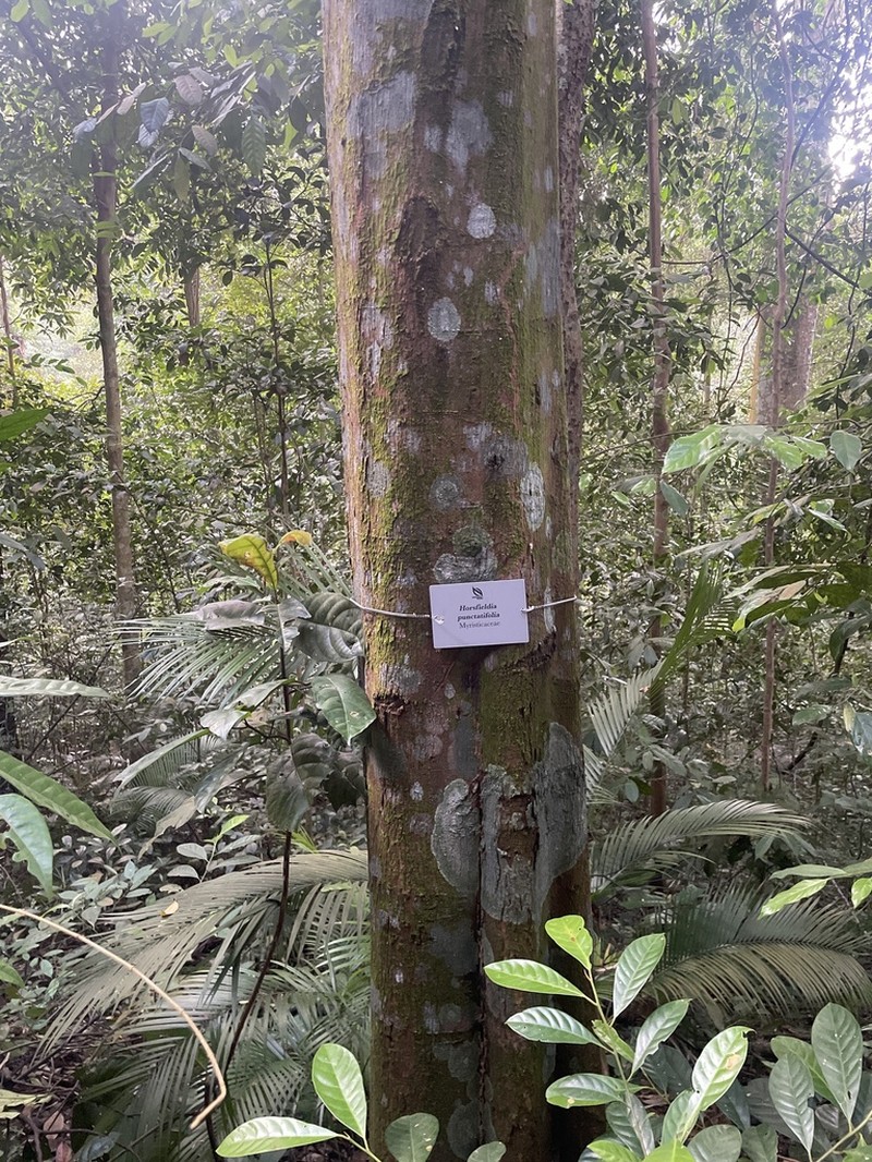 Horsfieldia punctatifolia photo 2