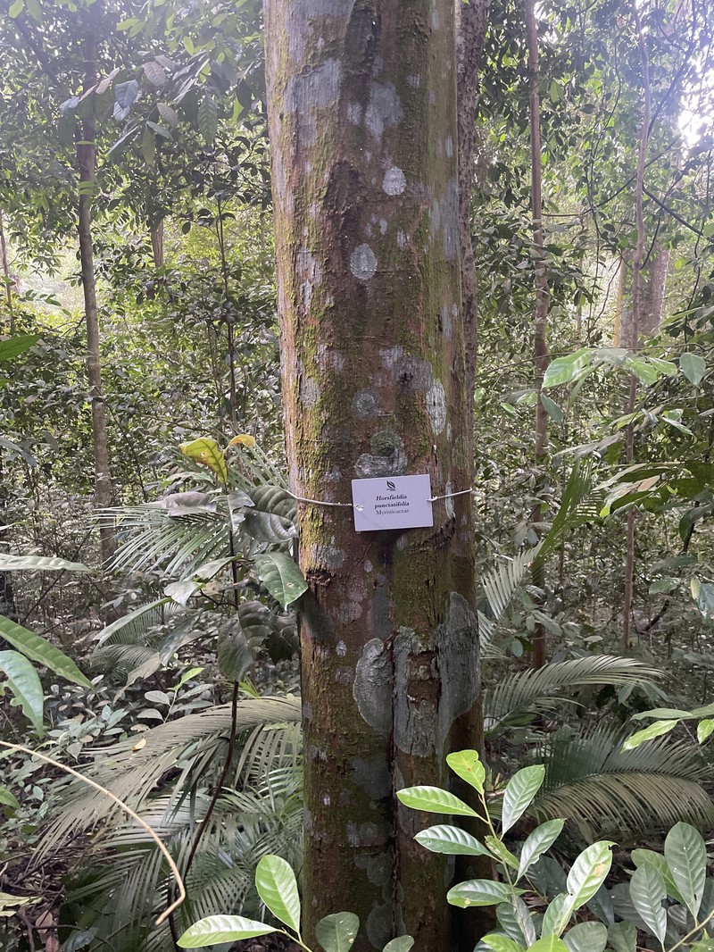 Horsfieldia punctatifolia photo 4