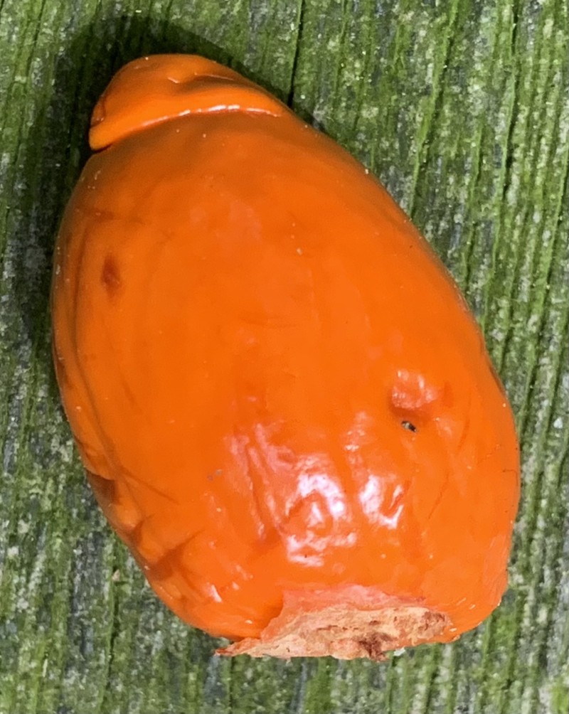 Horsfieldia punctatifolia photo 5