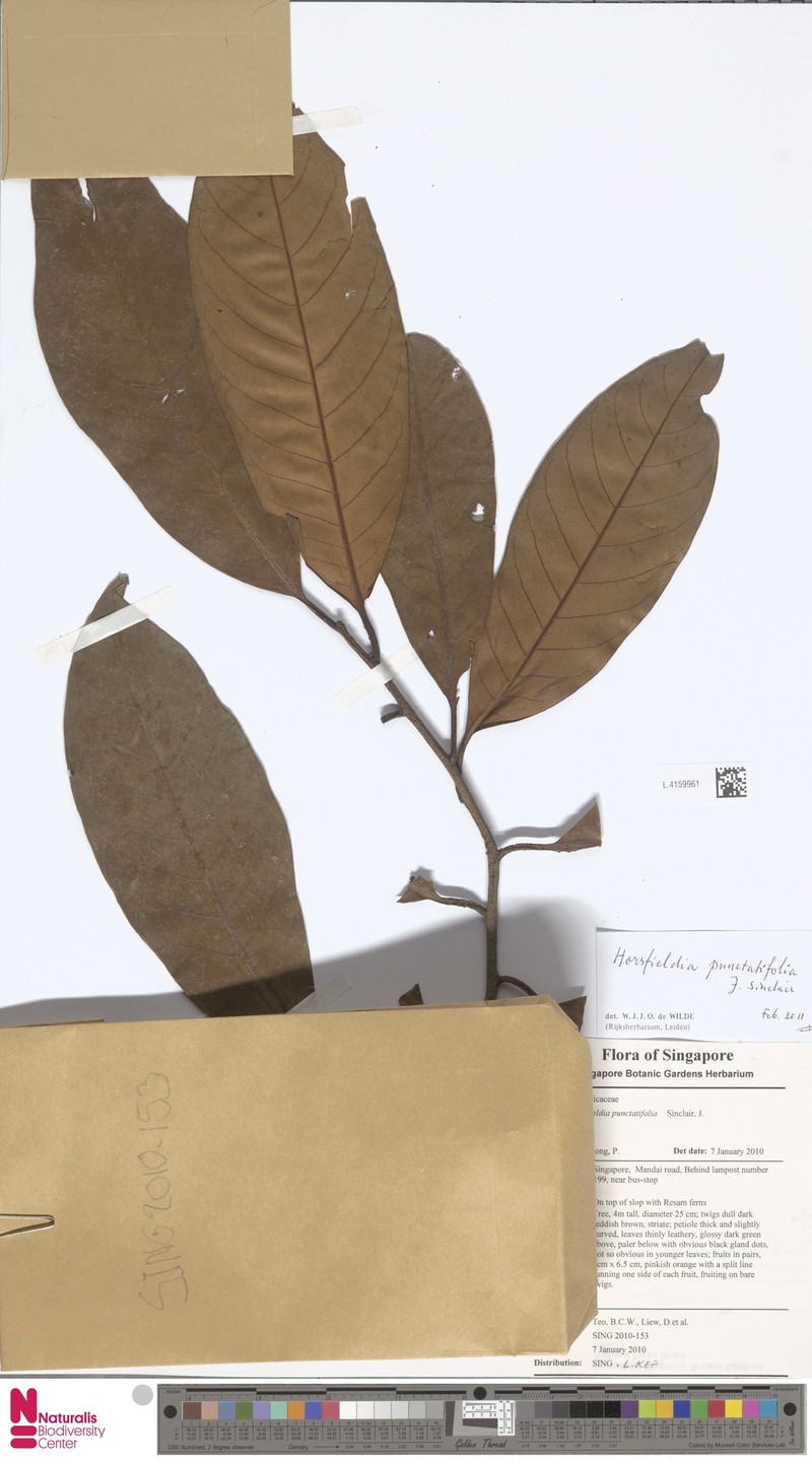Horsfieldia punctatifolia photo 6