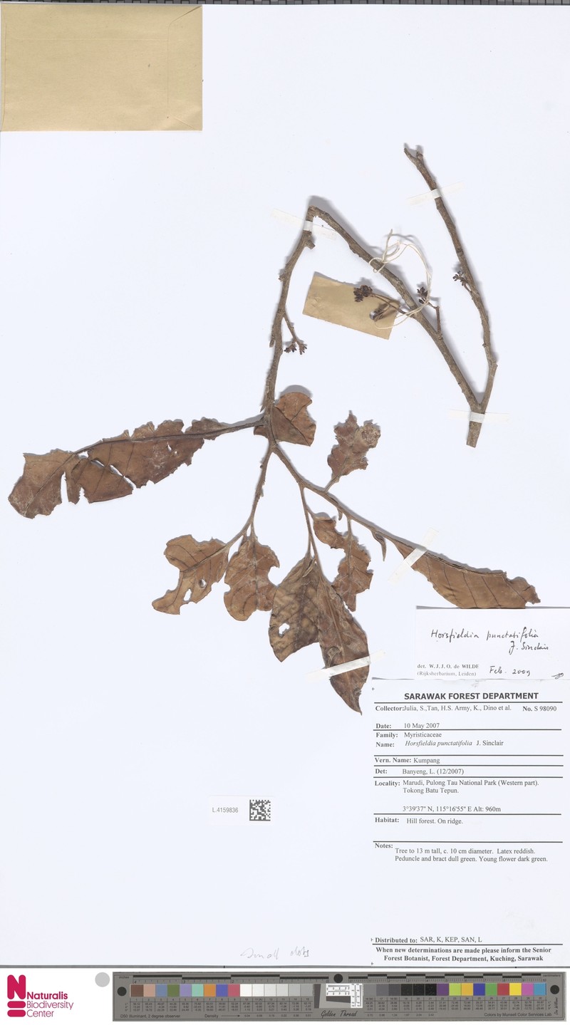 Horsfieldia punctatifolia photo 7